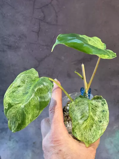 plant/Philodendron burle Marx  mint-1-thumbnail