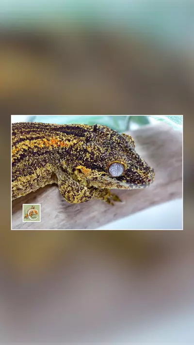 plant/THORN -M Proven-1-thumbnail