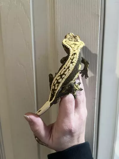 plant/Het empty back FULL quad stripe male black and cream 31g-2-thumbnail