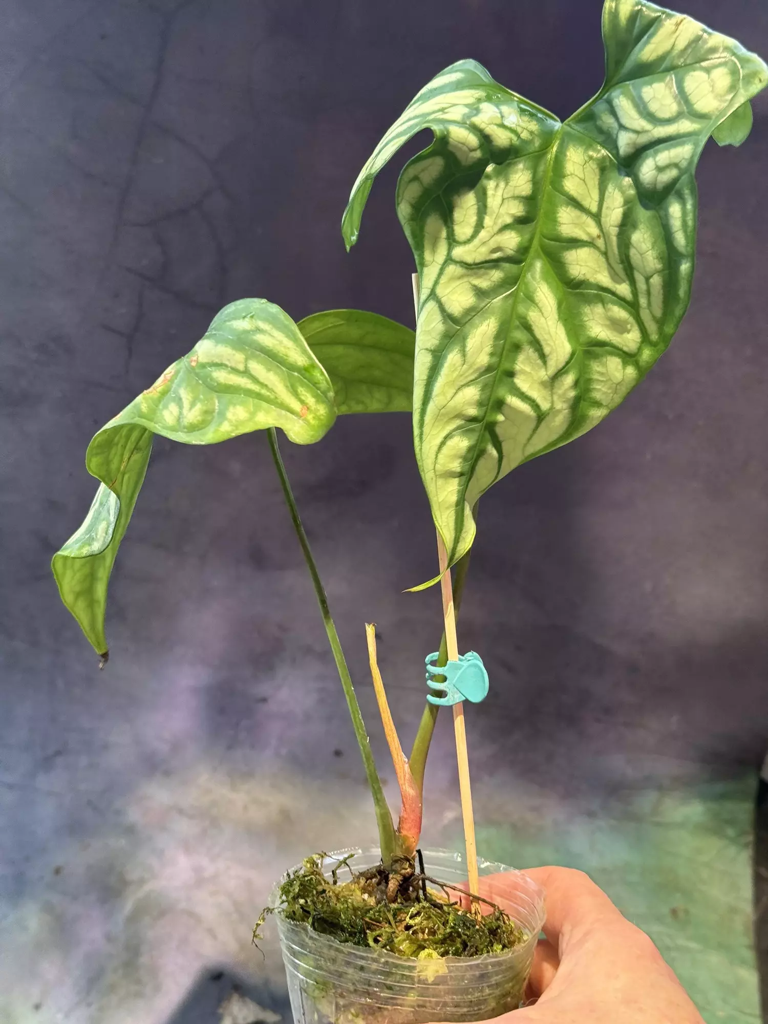 plant/Cercestes mirabilis-1