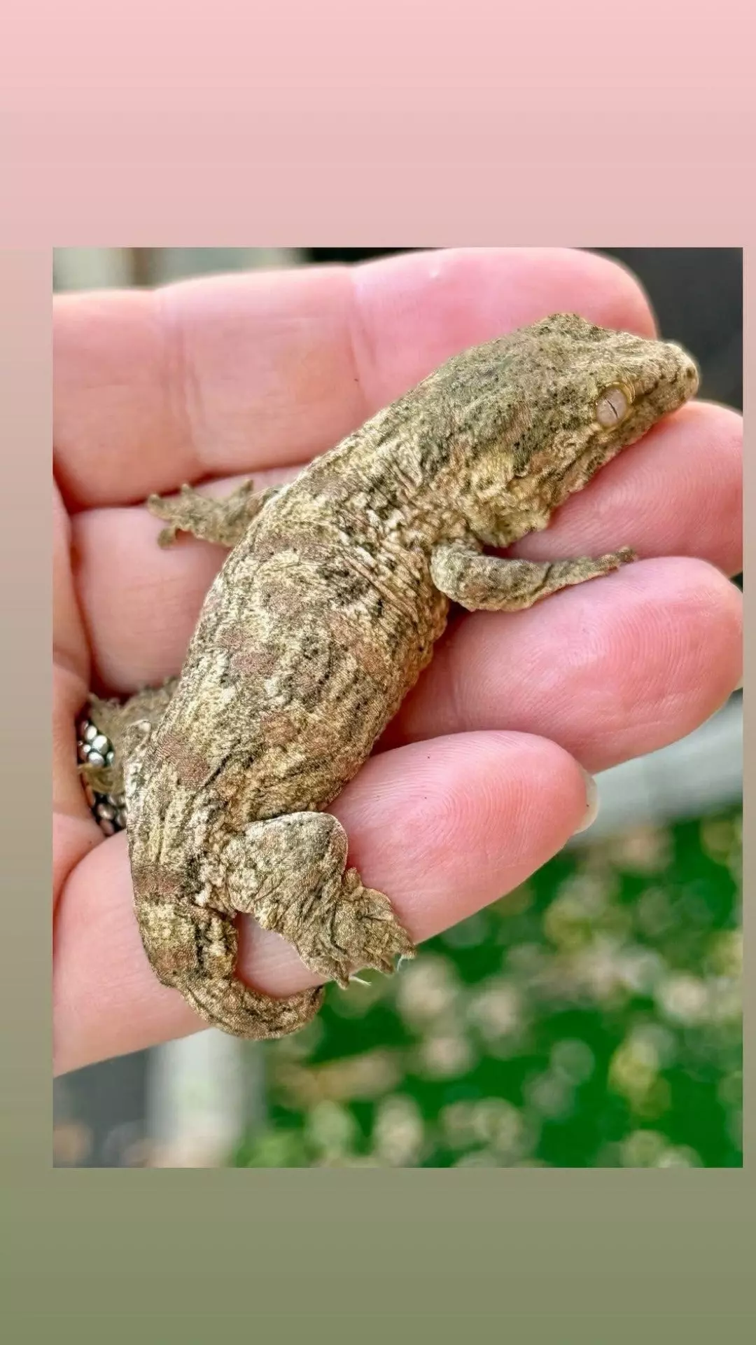 plant/Male GTX ( Groot) 21g-0