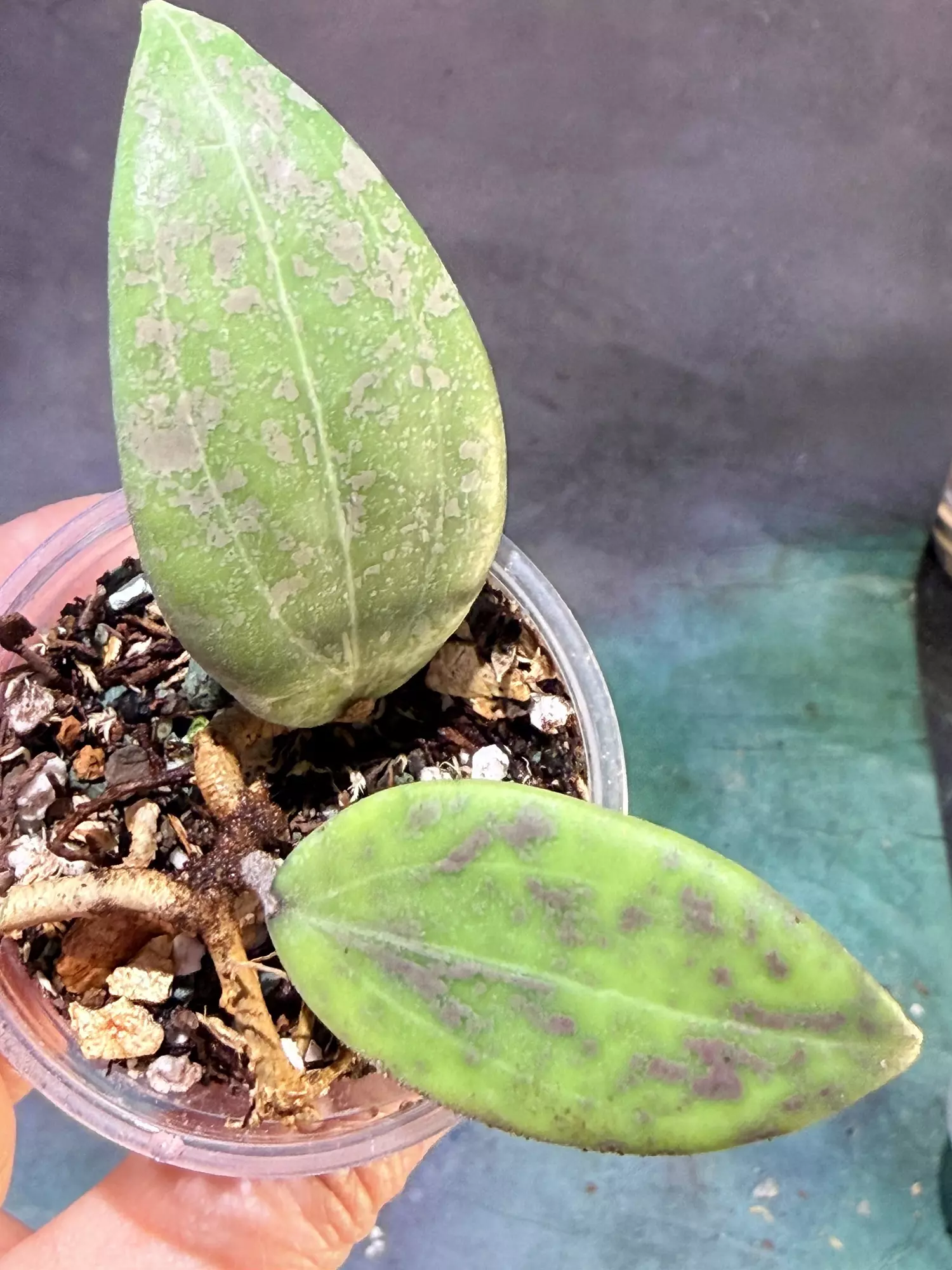 plant/Hoya verticillata iml 1618-2