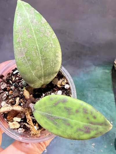 plant/Hoya verticillata iml 1618-2-thumbnail