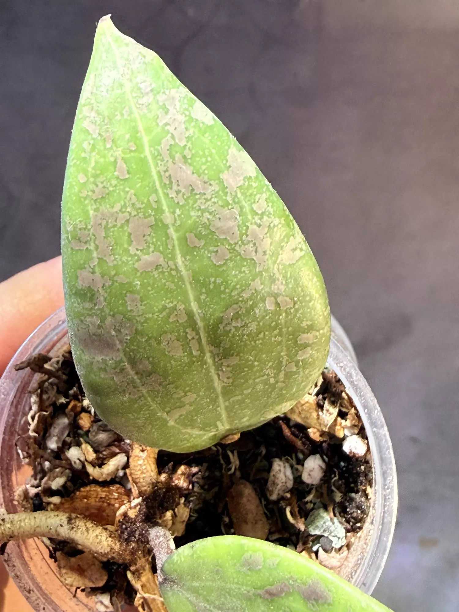 plant/Hoya verticillata iml 1618-1