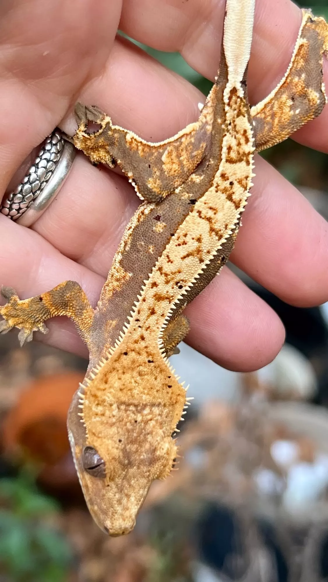 plant/Red Pin Baby-2