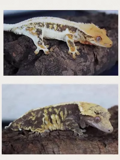 plant/Gorgeous Tiger Tangerine LW Harlequin-2-thumbnail