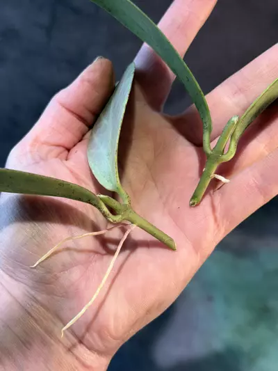 plant/Hoya rtd 1008 02 sister pod to Rowena sunrise x obovata fresh cutting-2-thumbnail