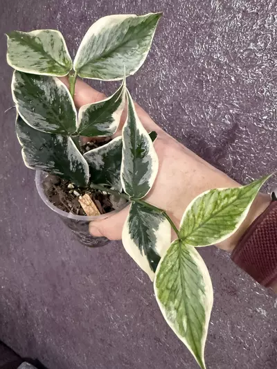 plant/Polyneura ice queen fresh top cut-0-thumbnail