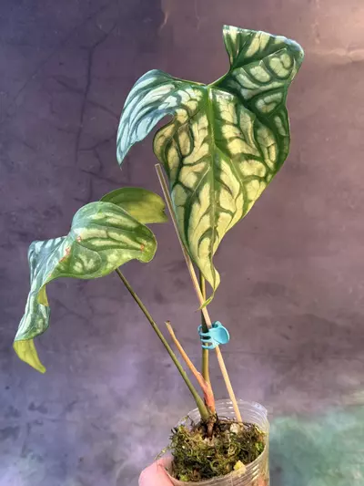 plant/Cercestes mirabilis-2-thumbnail