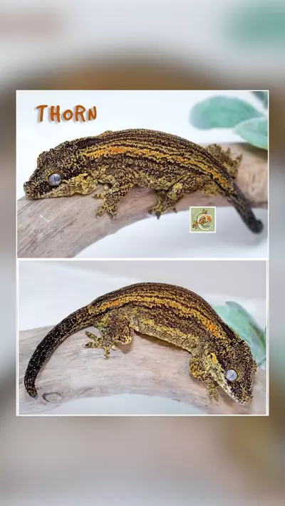 plant/THORN -M Proven-0-thumbnail