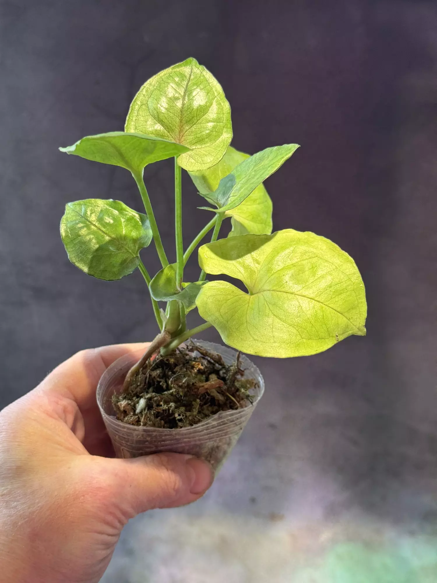 plant/Syngonium allusion, unsure which one-1