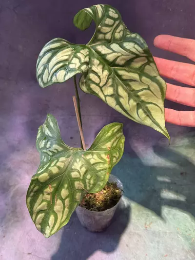 plant/Cercestes mirabilis-0-thumbnail