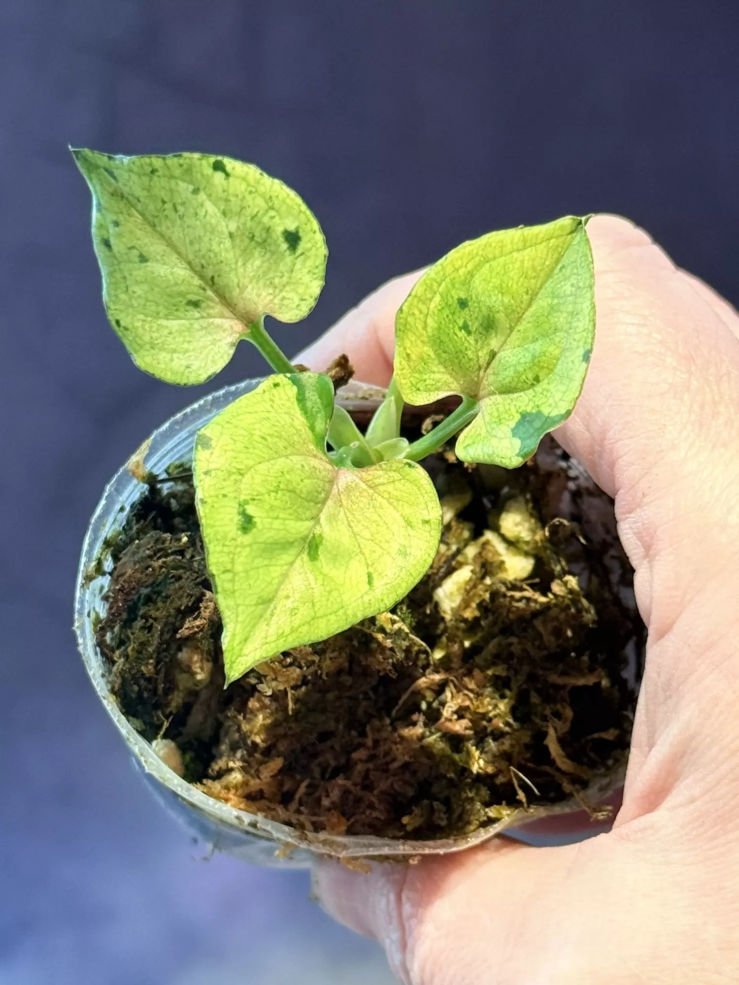 plant/Syngonium green splash-1