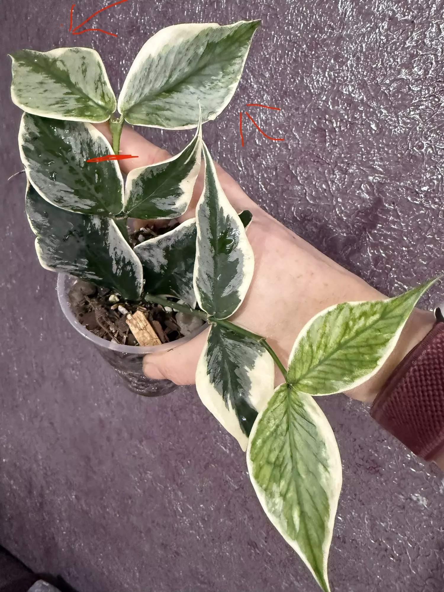 plant/Polyneura ice queen fresh top cut-1