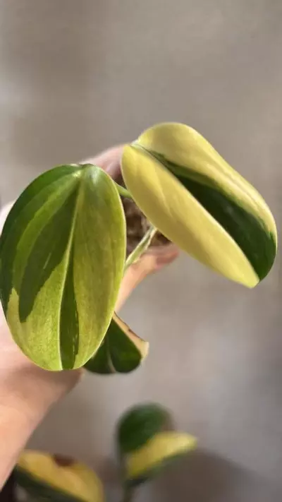 plant/🦄🦄rare scindapsus silver blue aurea🦄🦄-0-thumbnail