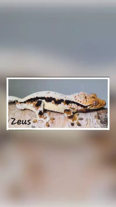 plant/Killer Proven LW Tri-2-thumbnail