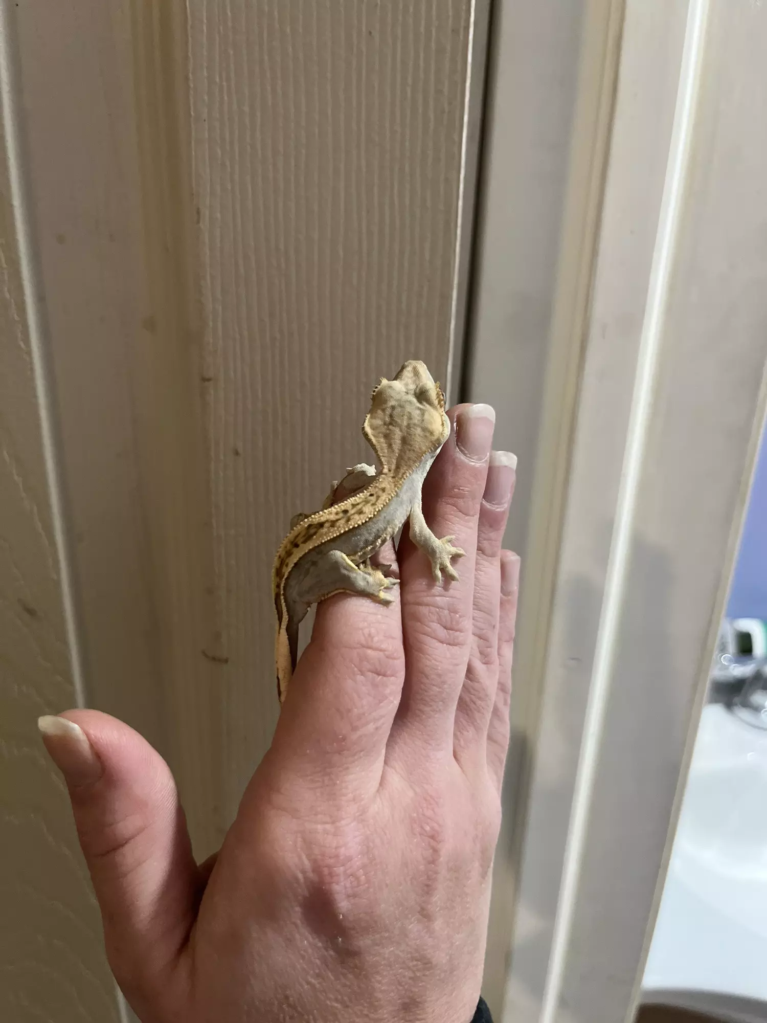 plant/Lavender quadstripe unsex 6g 6/10/25-0