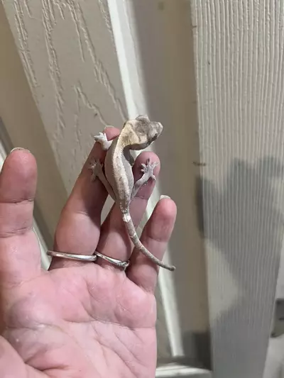 plant/Super sable *NOT FOR SALE*-0-thumbnail