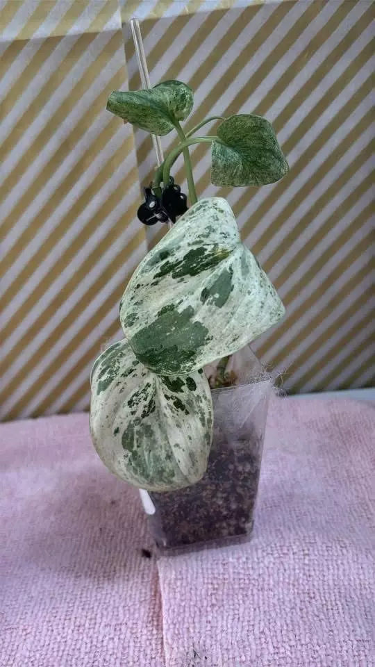 plant/🦄Cream blue scindapsus -0