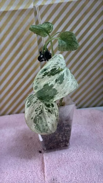 plant/🦄Cream blue scindapsus -0-thumbnail