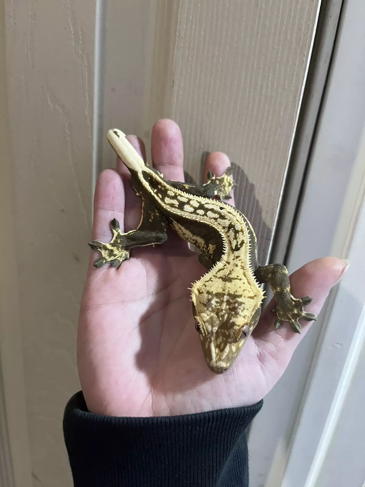 plant/Het empty back FULL quad stripe male black and cream 31g-0