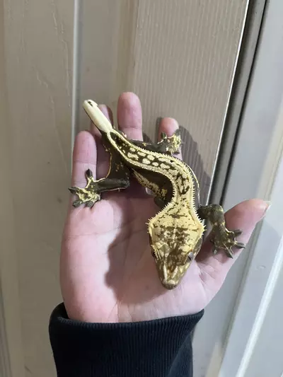 plant/Het empty back FULL quad stripe male black and cream 31g-0-thumbnail