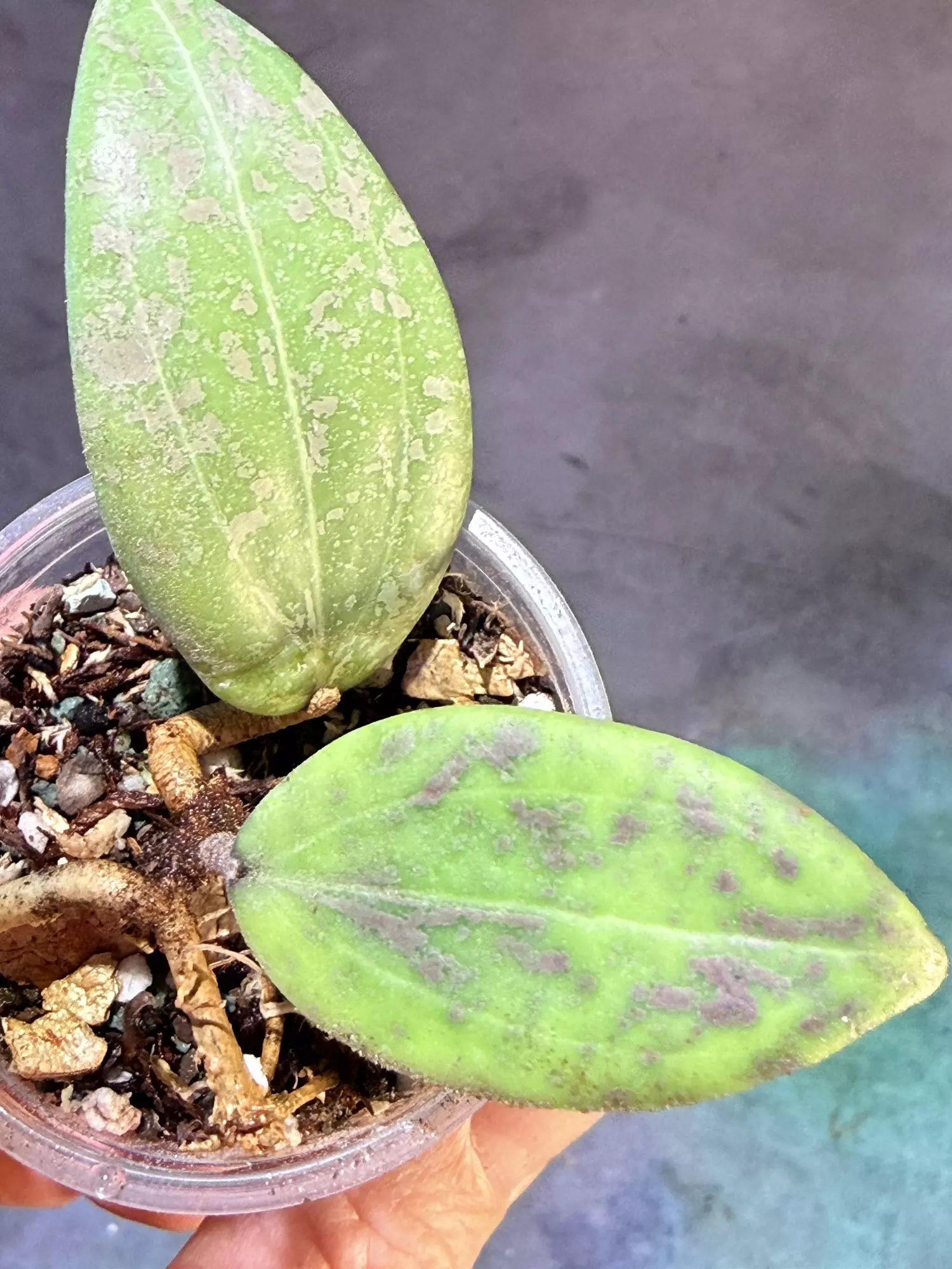 plant/Hoya verticillata iml 1618-0