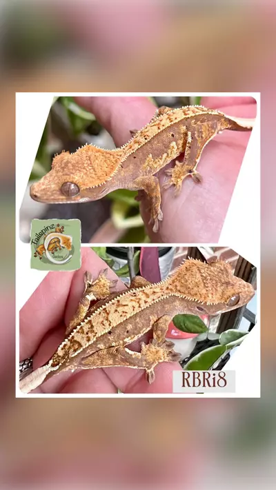 plant/Red Pin Baby-0-thumbnail