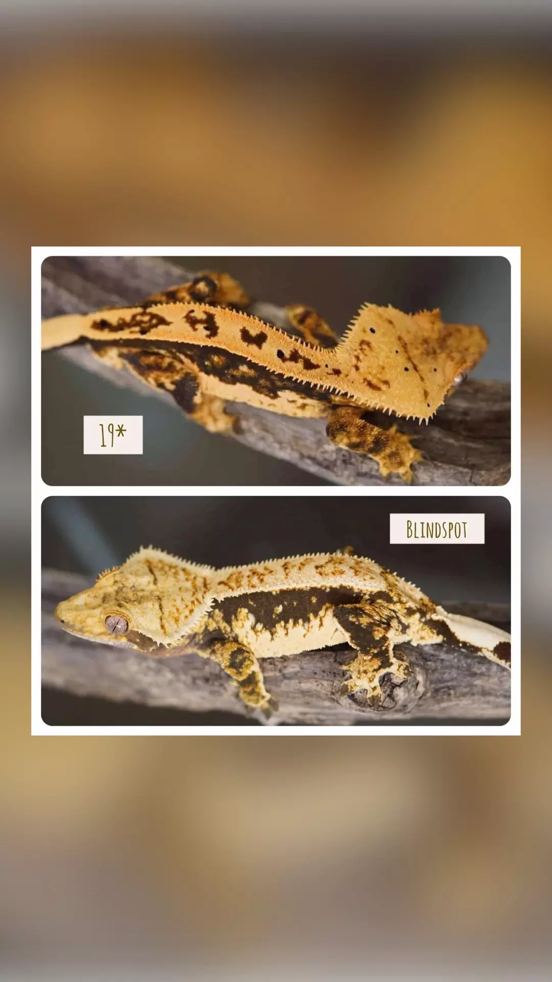 plant/HARLEY GIRL - AMAZING LATS! ( Aloha)-2