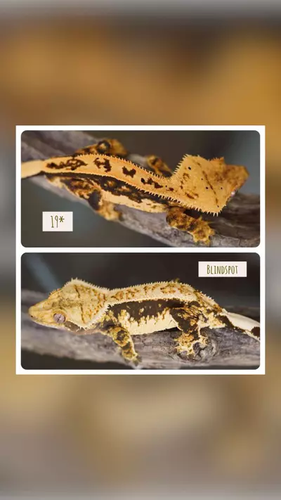 plant/HARLEY GIRL - AMAZING LATS! ( Aloha)-2-thumbnail