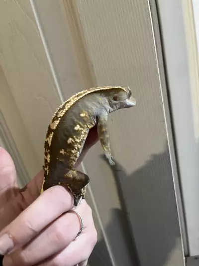 plant/Female fired down her empty back quad stripe  38g-2-thumbnail