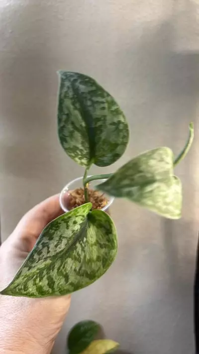 plant/Scindapsus geulis top cut-0-thumbnail