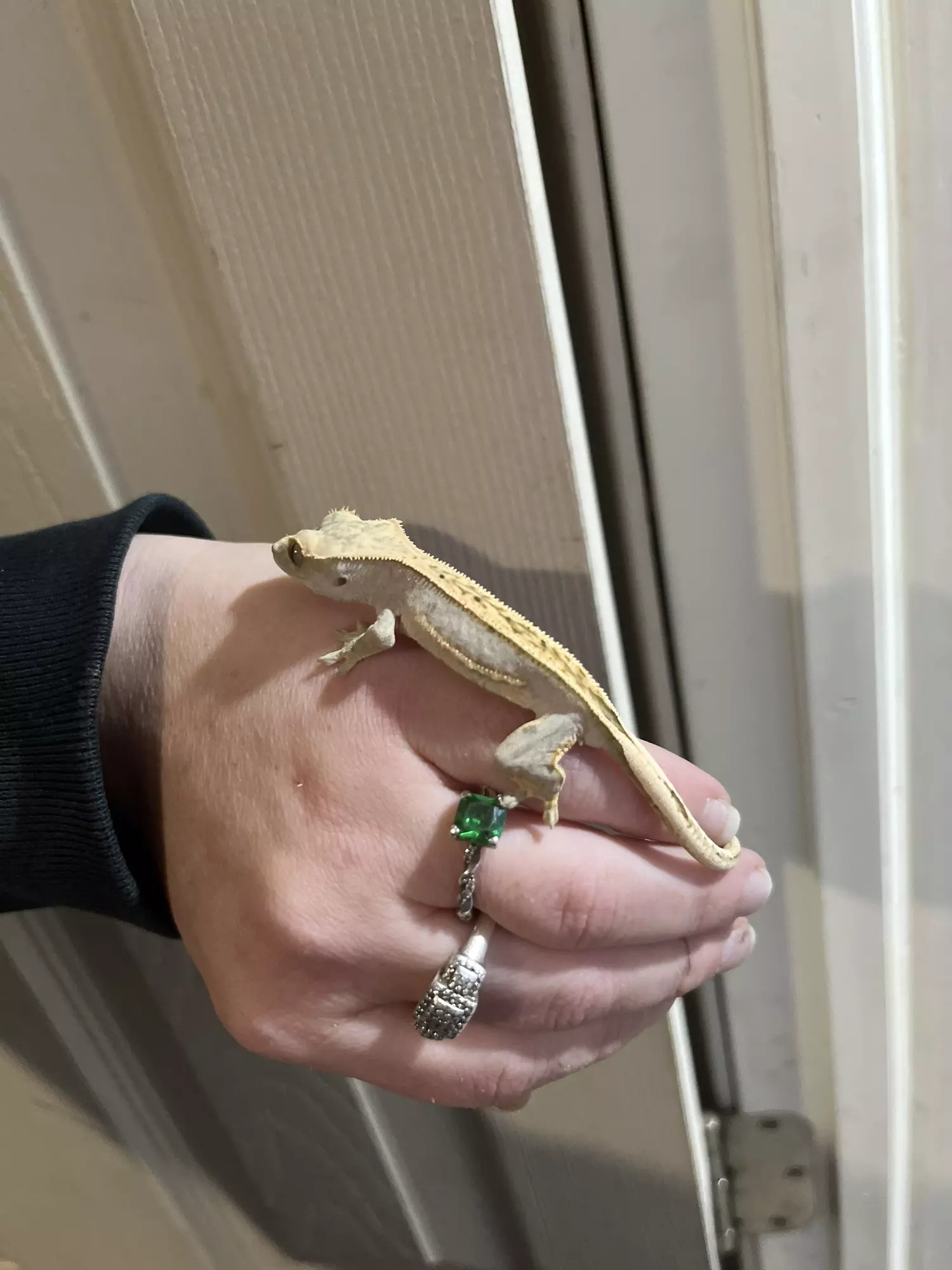 plant/Lavender quadstripe unsex 6g 6/10/25-1