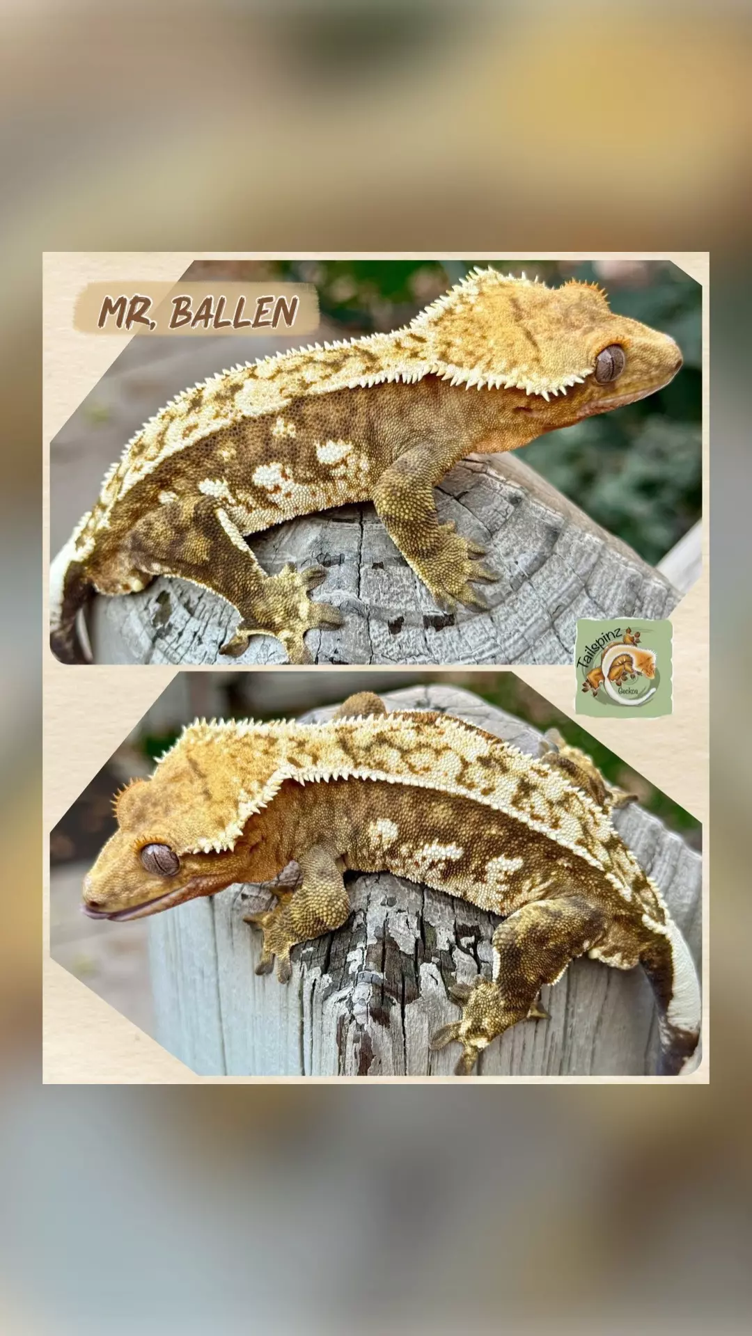 plant/GORGEOUS amazing male-0