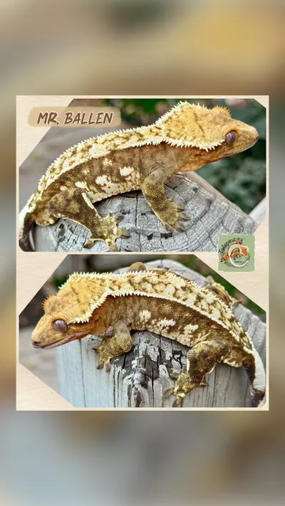 plant/GORGEOUS amazing male-0-thumbnail