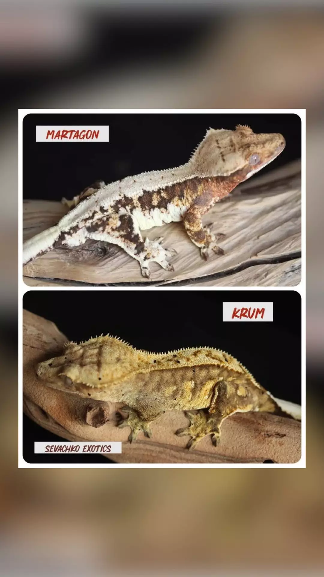 plant/LW Tri Male het ax-1