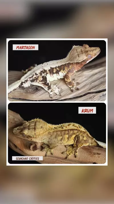 plant/LW Tri Male het ax-1-thumbnail