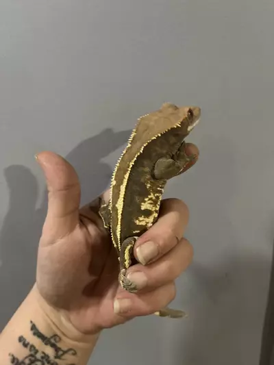 plant/Female almost Rtb cap Steve Erly lineage 39g-0-thumbnail