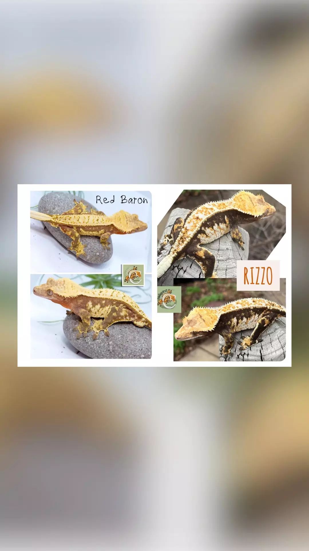 plant/Red Pin Baby-1