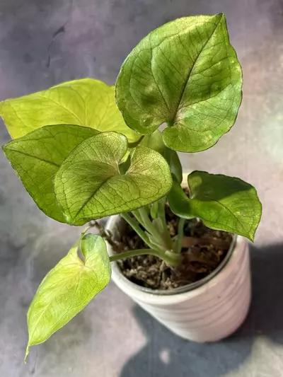 plant/Syngonium allusion, unsure which one-0-thumbnail