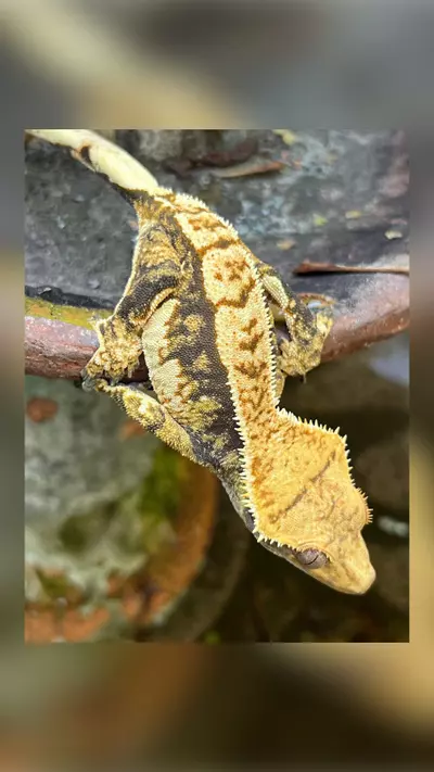 plant/HARLEY GIRL - AMAZING LATS! ( Aloha)-1-thumbnail