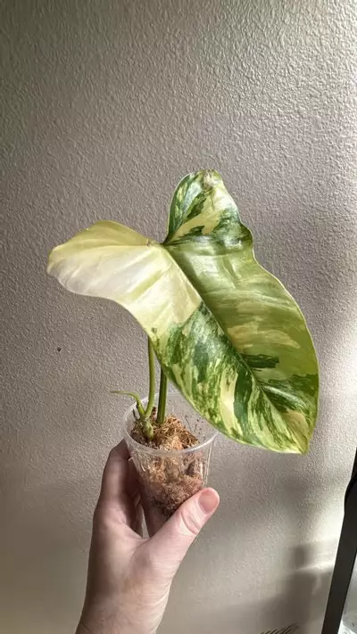 plant/florida beauty x paraiso verde-0-thumbnail