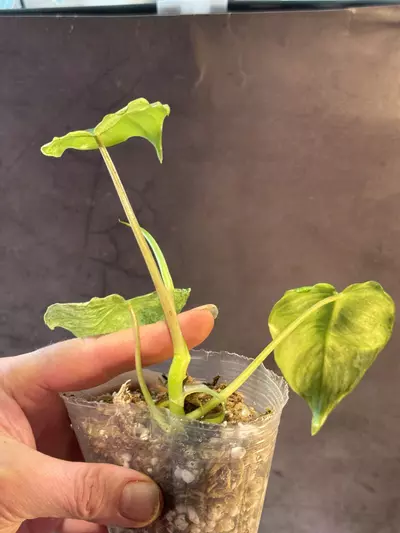 plant/Philodendron burle Marx  mint-2-thumbnail