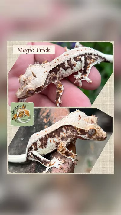 plant/LW Tri Male het ax-0-thumbnail