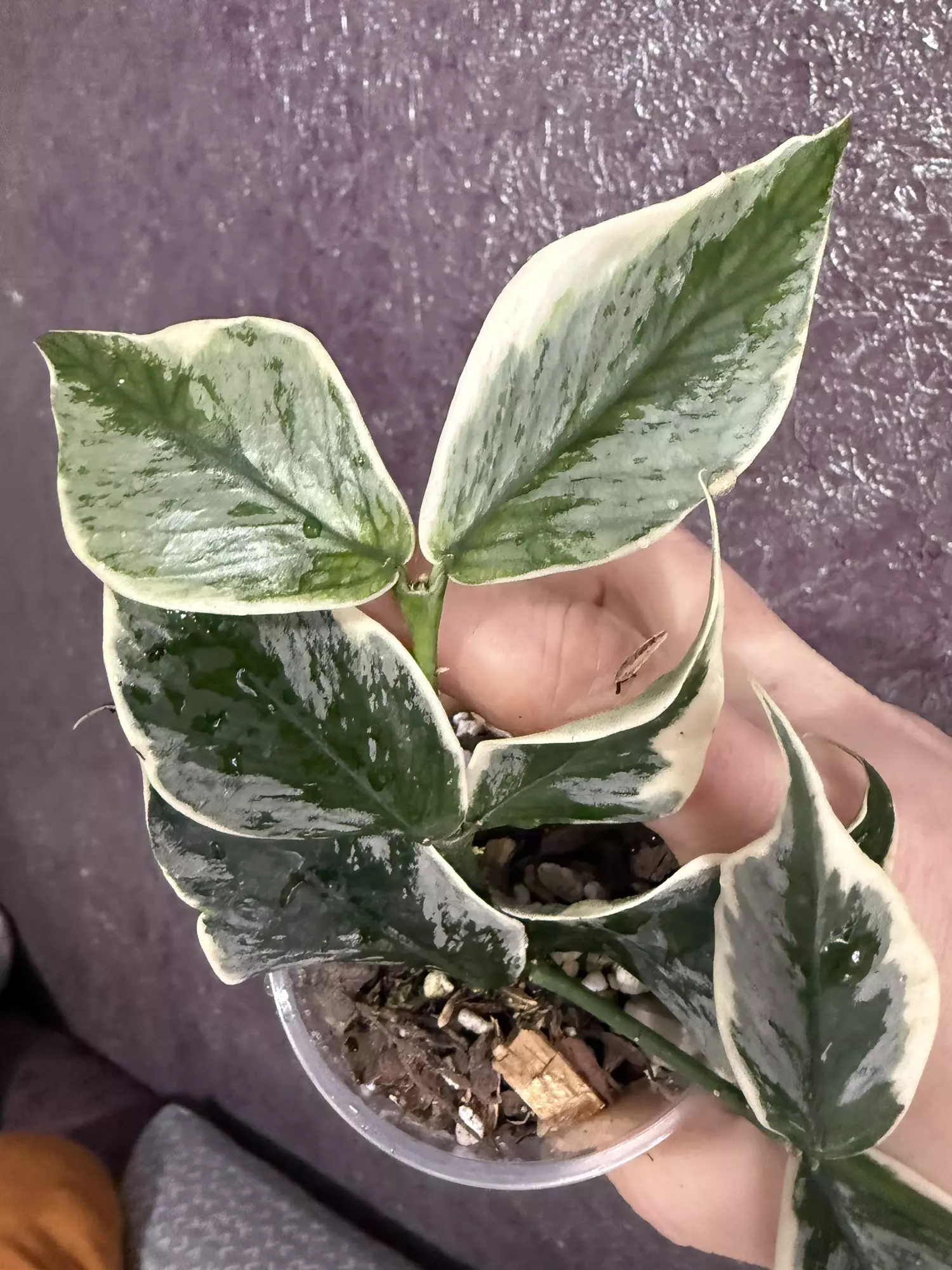 plant/Hoya polyneura ice queen mid cutting-0