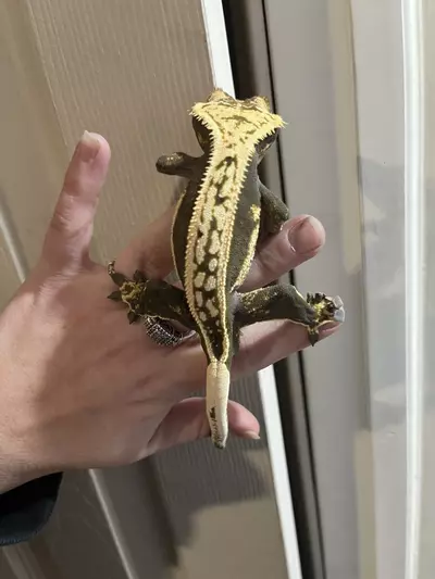 plant/Het empty back FULL quad stripe male black and cream 31g-1-thumbnail