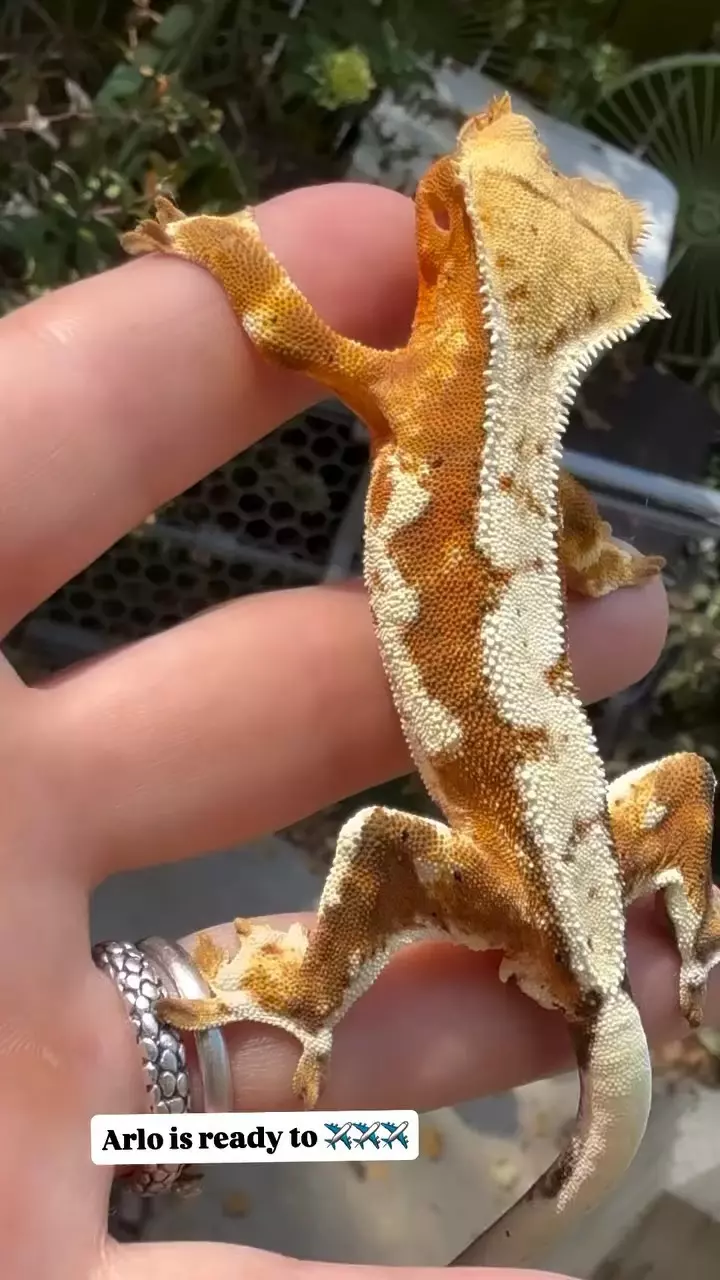 plant/Gorgeous Tiger Tangerine LW Harlequin-1