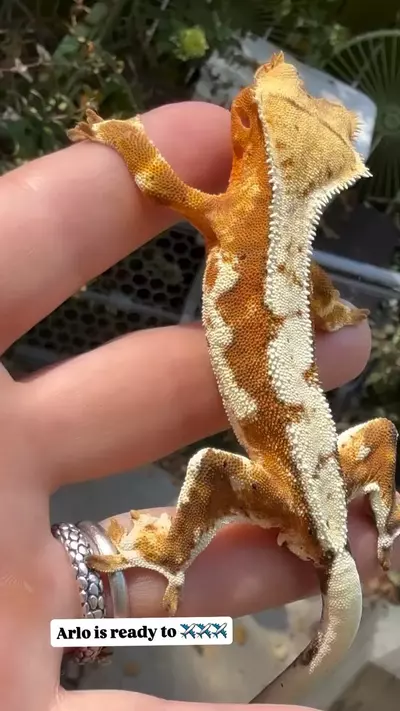 plant/Gorgeous Tiger Tangerine LW Harlequin-1-thumbnail