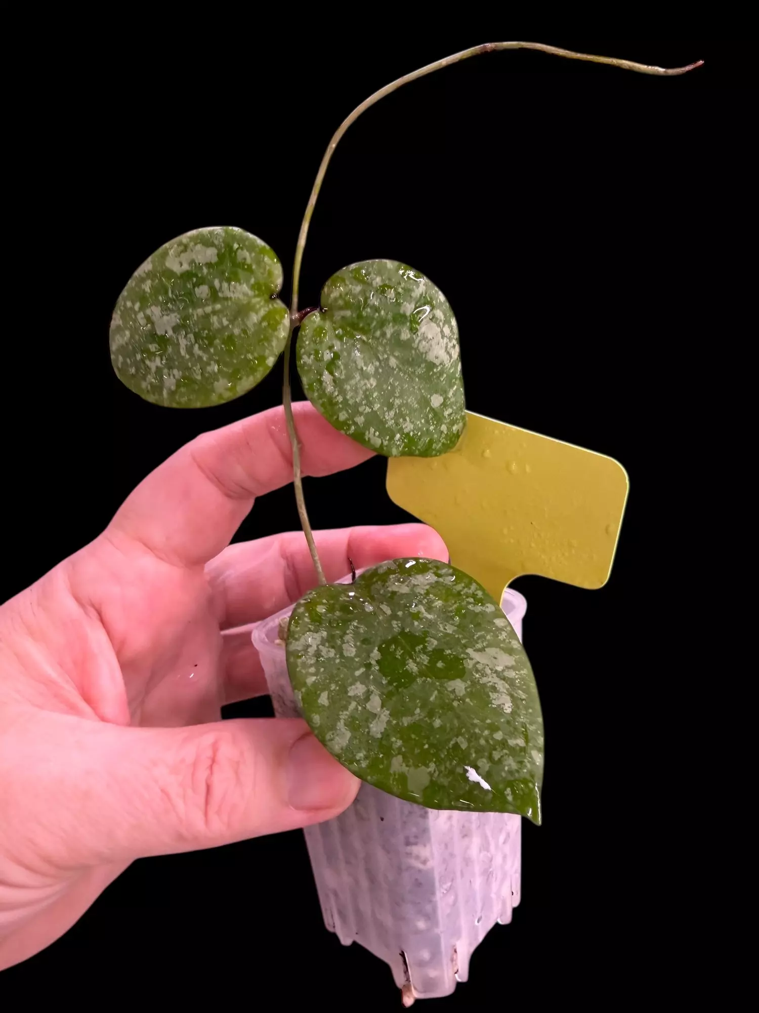 plant/Hoya Imbracata x Cinamomifolia -0