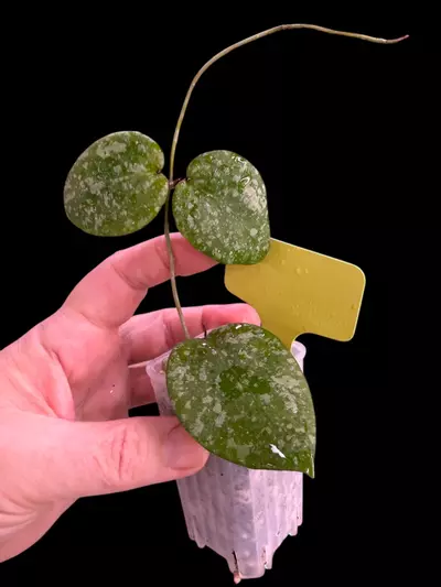 plant/Hoya Imbracata x Cinamomifolia -0-thumbnail